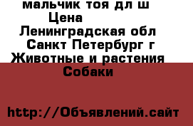 мальчик тоя дл.ш. › Цена ­ 25 000 - Ленинградская обл., Санкт-Петербург г. Животные и растения » Собаки   